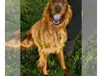 Irish Setter DOG FOR ADOPTION RGADN-1266053 - Maggie Sue - Irish Setter Dog For