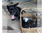 Chiweenie DOG FOR ADOPTION RGADN-1266085 - URGENT - Chiweenie Mama & pups ND