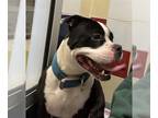 Staffordshire Bull Terrier Mix DOG FOR ADOPTION RGADN-1266095 - CAPTAIN -