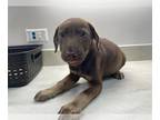 Labrador Retriever Mix DOG FOR ADOPTION RGADN-1266101 - BERRY BLAST - Labrador