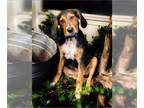 Coonhound Mix DOG FOR ADOPTION RGADN-1266102 - Riley - Coonhound / Mixed Dog For