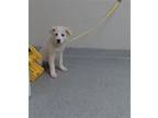 Adopt MILK a Great Pyrenees, Mixed Breed