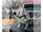 Huskies Mix DOG FOR ADOPTION RGADN-1266144 - Aspen - Husky / Mixed Dog For