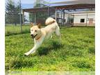 Shiba Inu DOG FOR ADOPTION RGADN-1266149 - MARSHMALLOW - Shiba Inu (medium coat)