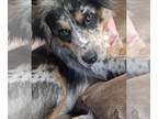 Australian Shepherd Mix DOG FOR ADOPTION RGADN-1266153 - Twyla - Australian