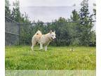 Siberian Husky DOG FOR ADOPTION RGADN-1266174 - ARROW - Siberian Husky (medium