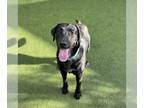 Labrador Retriever DOG FOR ADOPTION RGADN-1266177 - ACE - Labrador Retriever