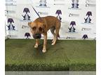 Black Mouth Cur-Pointer Mix DOG FOR ADOPTION RGADN-1266186 - BOSS - Black Mouth