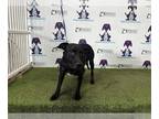 Lab-Pointer DOG FOR ADOPTION RGADN-1266187 - FREYA - Labrador Retriever /