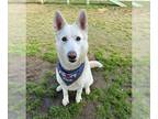 Siberian Husky Mix DOG FOR ADOPTION RGADN-1266189 - *SHELBY - Siberian Husky /
