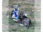 Huskies Mix DOG FOR ADOPTION RGADN-1266218 - Raven - Husky / Shepherd / Mixed