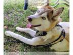 Siberian Husky DOG FOR ADOPTION RGADN-1266222 - Beau - Siberian Husky (long