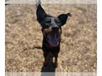 Doberman Pinscher Mix DOG FOR ADOPTION RGADN-1266269 - ZEPPELIN - Doberman