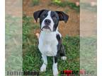 Boxer DOG FOR ADOPTION RGADN-1266278 - Johnny - Boxer / Labrador Retriever Dog