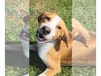 English Foxhound Mix DOG FOR ADOPTION RGADN-1266284 - Wrangler - Foxhound /