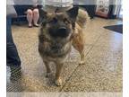 German Shepherd Dog Mix DOG FOR ADOPTION RGADN-1266298 - A042678 - German