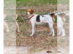 English Foxhound Mix DOG FOR ADOPTION RGADN-1266313 - Lilly May - Foxhound /