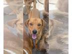 Golden Labrador DOG FOR ADOPTION RGADN-1266315 - Charlie - Labrador Retriever /