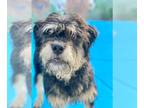 Border Terrier Mix DOG FOR ADOPTION RGADN-1266318 - Sparky - Border Terrier /