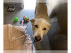 Labrador Retriever-Siberian Husky Mix DOG FOR ADOPTION RGADN-1266322 - MELON -