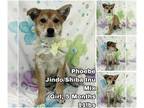 Shiba Inu Mix DOG FOR ADOPTION RGADN-1266324 - Phoebe from Korea - Shiba Inu /