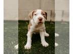 American Pit Bull Terrier Mix DOG FOR ADOPTION RGADN-1266346 - Ava - A Team