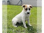 Labrador Retriever DOG FOR ADOPTION RGADN-1266347 - **BARON** - Labrador