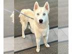 Siberian Husky DOG FOR ADOPTION RGADN-1266358 - SHILOH - Siberian Husky (medium