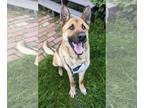 German Shepherd Dog Mix DOG FOR ADOPTION RGADN-1266361 - Reggie - German