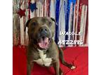 Adopt WADDLE a Mixed Breed