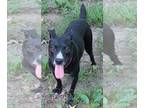 American Pit Bull Terrier-Rat Terrier Mix DOG FOR ADOPTION RGADN-1266366 -