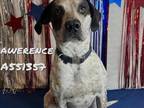 Adopt LAWRENCE a Mixed Breed