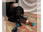 Labrador Retriever Mix DOG FOR ADOPTION RGADN-1266370 - Winnie - Labrador