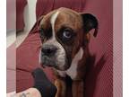 Boxer DOG FOR ADOPTION RGADN-1266401 - Javier - Boxer Dog For Adoption