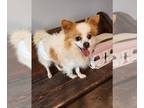 Pomeranian DOG FOR ADOPTION RGADN-1266406 - Theodore ( Teddy )