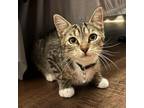 Adopt Bean a Domestic Short Hair