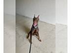 Doberman Pinscher DOG FOR ADOPTION RGADN-1266435 - Draco - Doberman Pinscher Dog