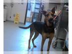 German Shepherd Dog Mix DOG FOR ADOPTION RGADN-1266470 - BAILEY - German