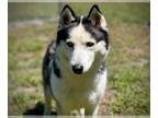 Mix DOG FOR ADOPTION RGADN-1266474 - TIANNA - Husky (medium coat) Dog For