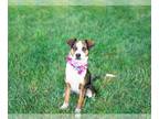 Beagle Mix DOG FOR ADOPTION RGADN-1266478 - Sweet Sadie - Beagle / Mixed (medium