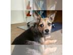Border Terrier-Dachshund Mix DOG FOR ADOPTION RGADN-1266487 - Lotus - Border