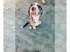 Catahoula Leopard Dog Mix DOG FOR ADOPTION RGADN-1266493 - Banjo - Catahoula