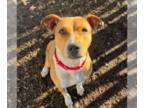 Staffordshire Bull Terrier Mix DOG FOR ADOPTION RGADN-1266497 - Sissy (SO