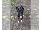 Shepradors DOG FOR ADOPTION RGADN-1266519 - KATY - German Shepherd Dog /