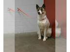 Akita DOG FOR ADOPTION RGADN-1266531 - ROSIE - Akita (medium coat) Dog For