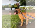 Boxer Mix DOG FOR ADOPTION RGADN-1266540 - Max - Boxer / Mixed (short coat) Dog