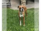 Boxer DOG FOR ADOPTION RGADN-1266548 - Addy - Boxer Dog For Adoption