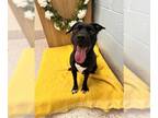 American Pit Bull Terrier-Beagle Mix DOG FOR ADOPTION RGADN-1266556 - *HENDERSON