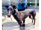 Greyhound DOG FOR ADOPTION RGADN-1266561 - Jill - Greyhound (short coat) Dog For