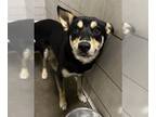 Shiba Inu DOG FOR ADOPTION RGADN-1266588 - BRANCH - Shiba Inu (medium coat) Dog